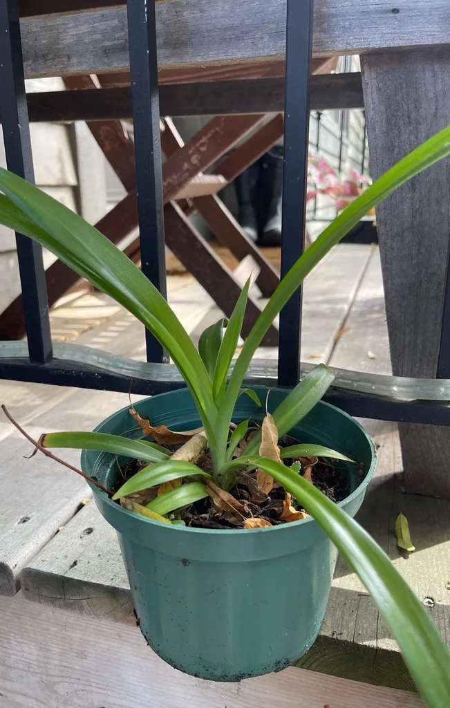 Healthy Spider Plant photo 1