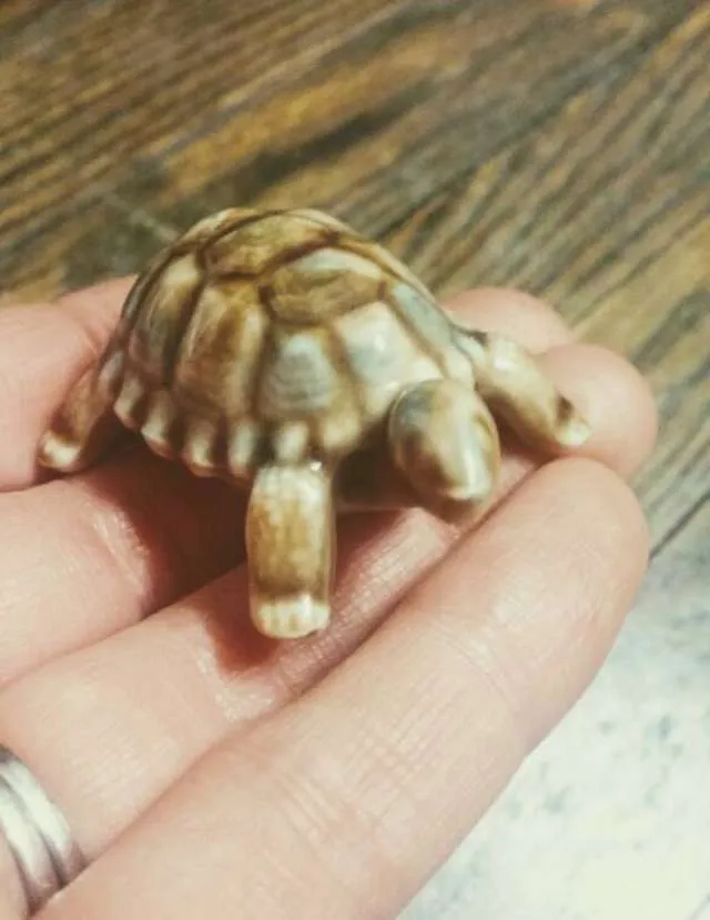 RedRose Tea Turtle photo 1