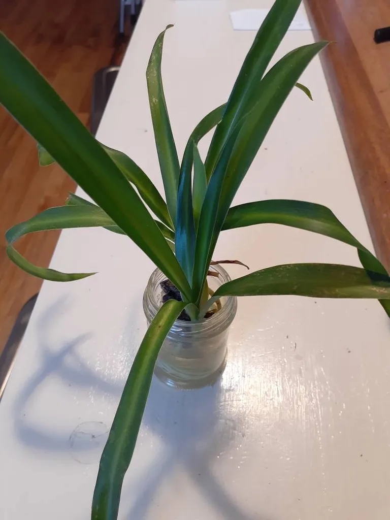 Spider Babies photo 1