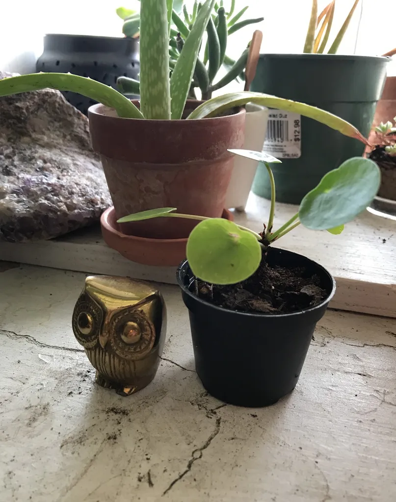 Little Brass Owl photo 1