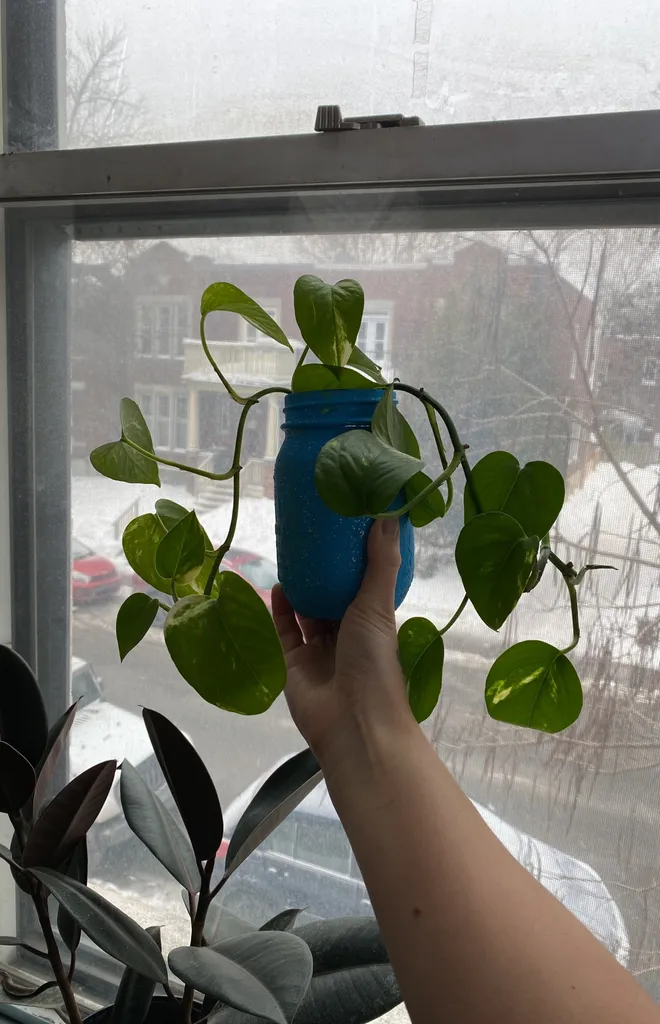 Plant Clippings photo 1