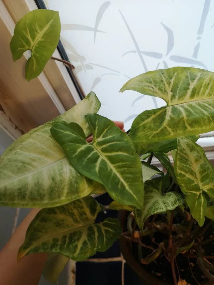 Syngodium Podophyllum Cuttings photo 1