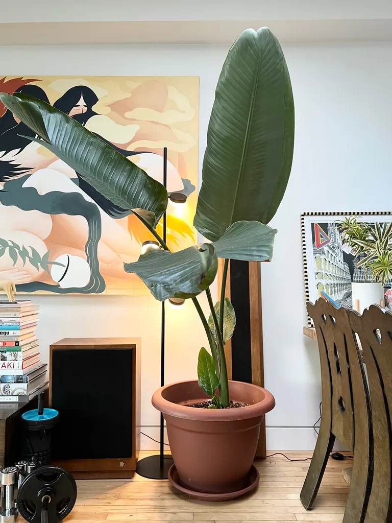 Big Birds of Paradise 🌱 photo 1