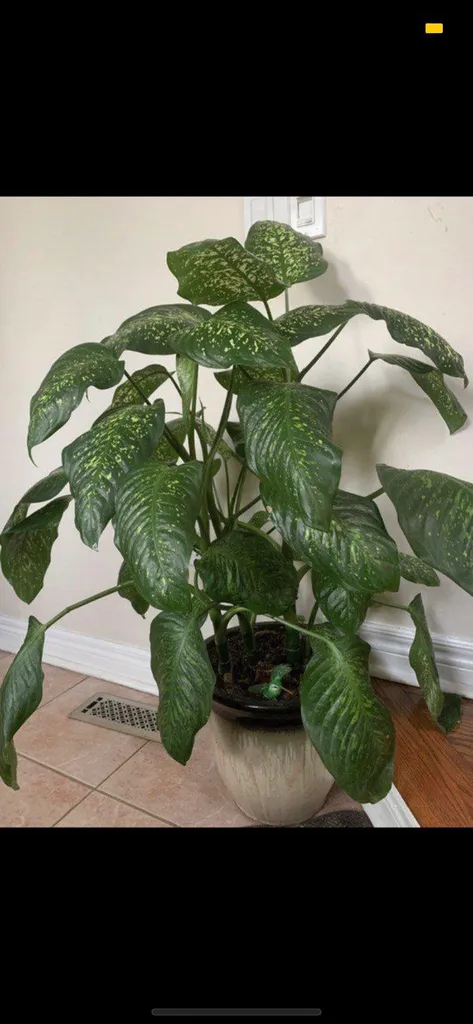 Dieffenbachia (Dumb Cane) photo 1