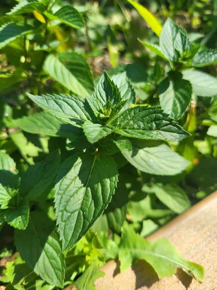 Organic MINT Plant ! photo 1