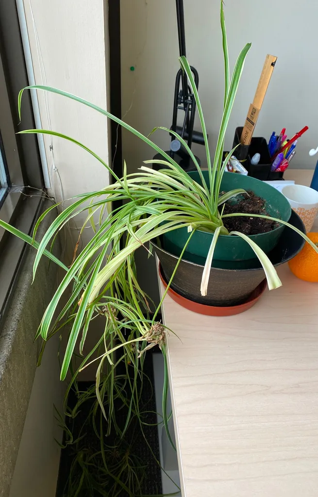 Long Spider Plant photo 1