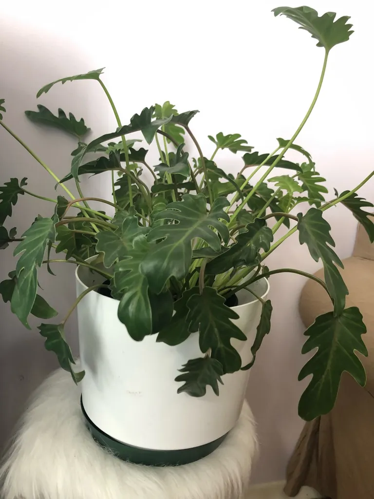 8 Inch Philodendron Xanadu photo 1