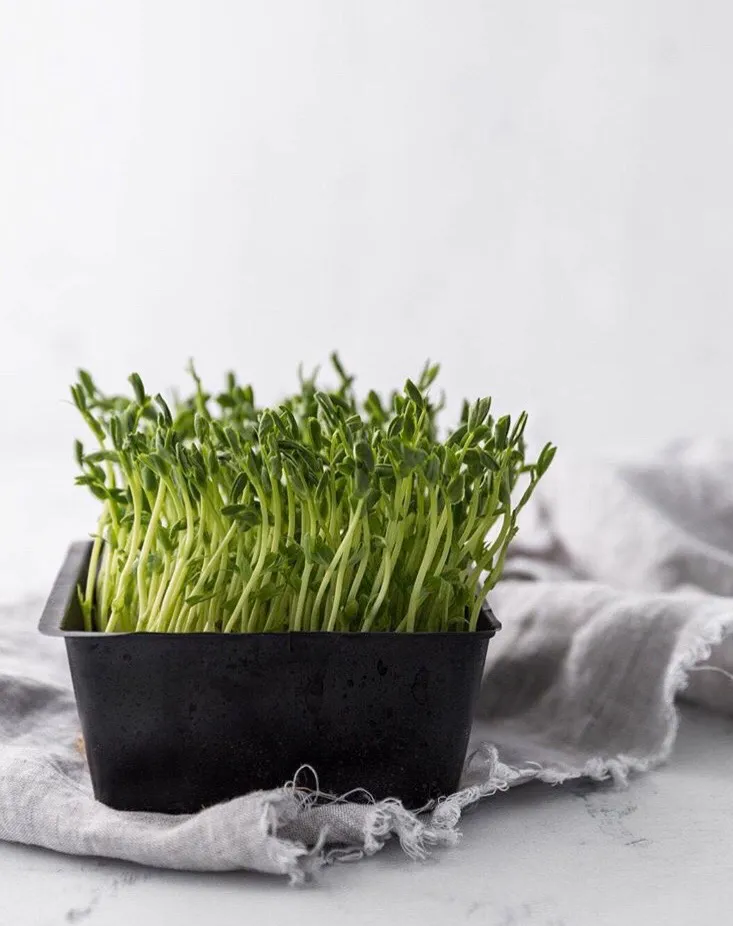 🌱👩‍🌾 Microgreens - Pea Shoots photo 1