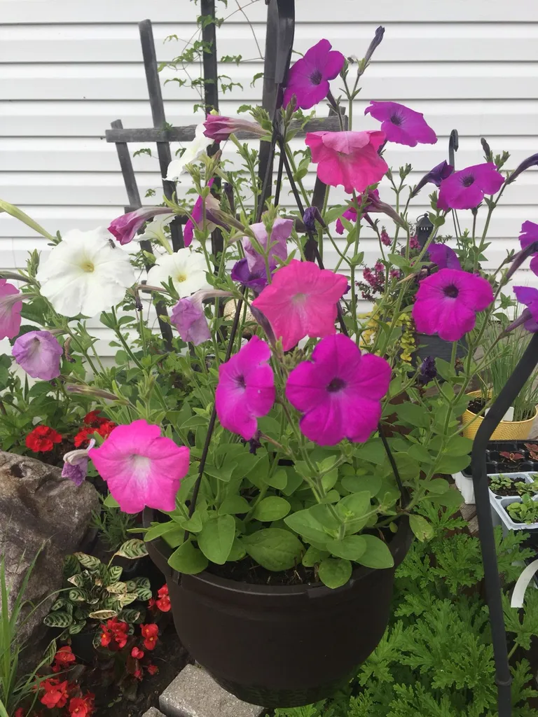 Perennials Baskets For Trade. photo 1