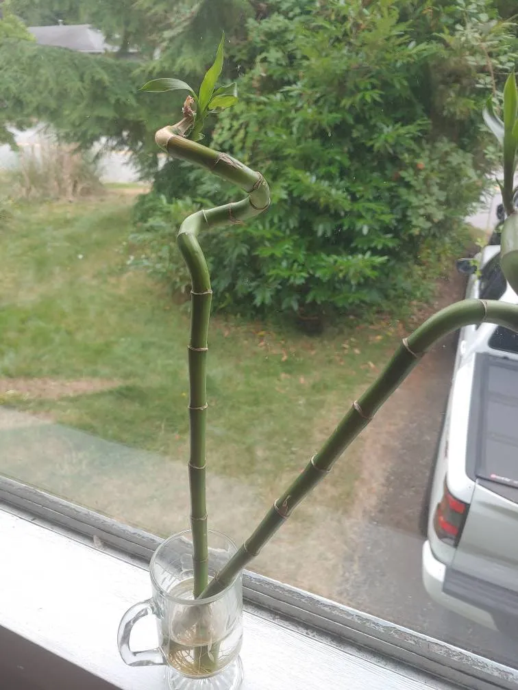 2 Bamboo Plants photo 1