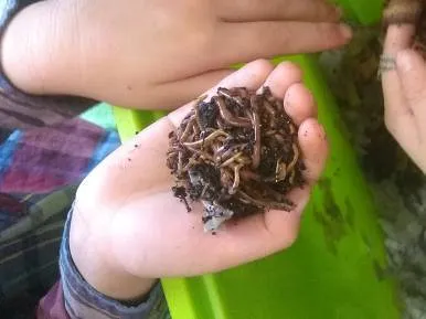 red wigglers for indoor worm bins photo 1