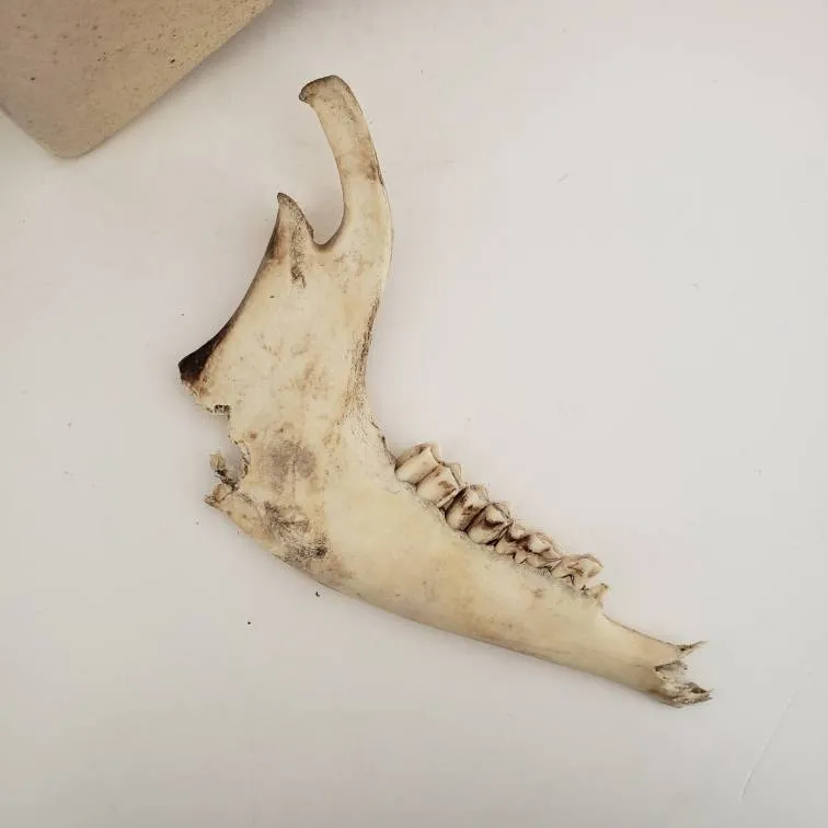 Deer Jaw photo 1