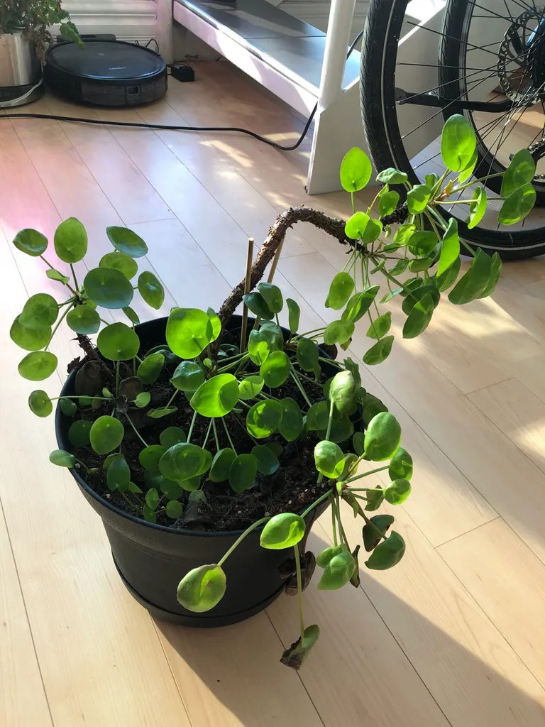 Large Pilea Plant photo 1