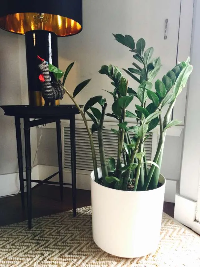 ZZ Plant In Solid Resin Pot photo 1