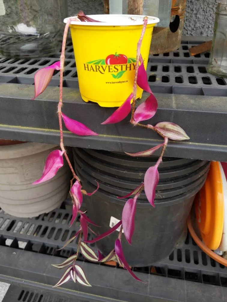 Wandering Jew photo 1