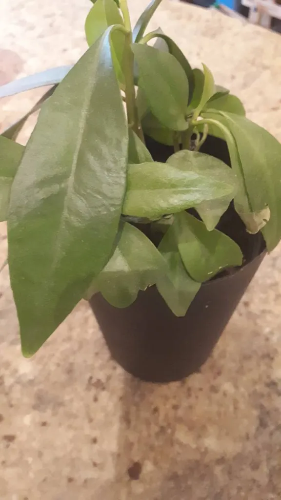 Ardisia Plant photo 1