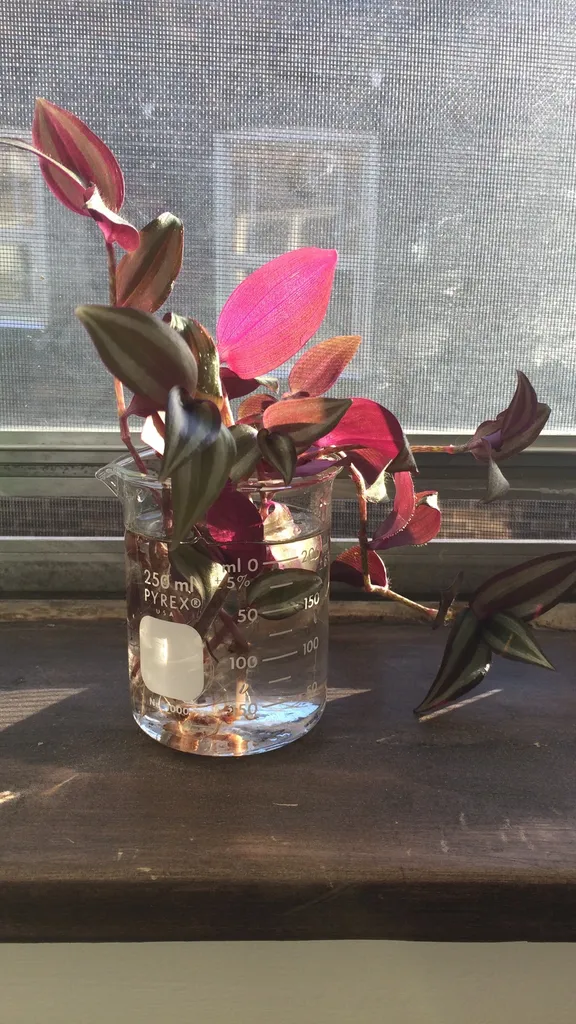 Wandering Dude Clippings photo 1