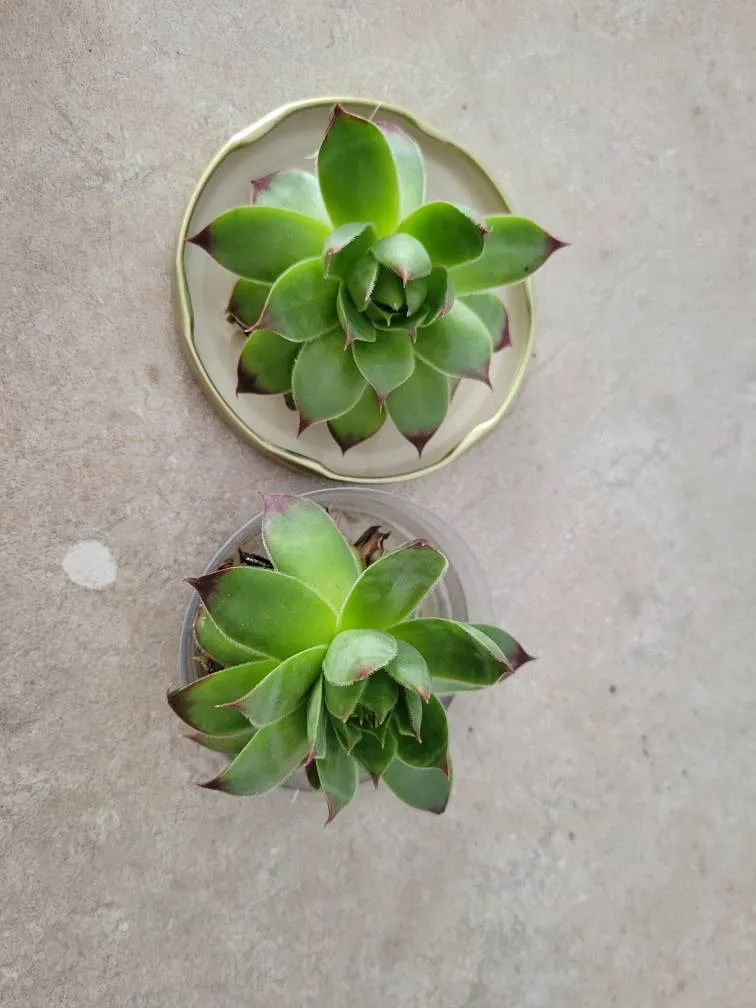 Succulent Babies photo 1