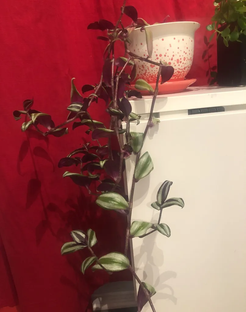 Plant Clippings photo 1