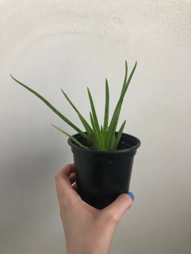 Aloe Vera Plant photo 1