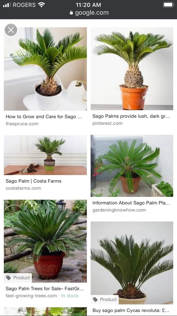 ISO Your Sago Palm Branches photo 1