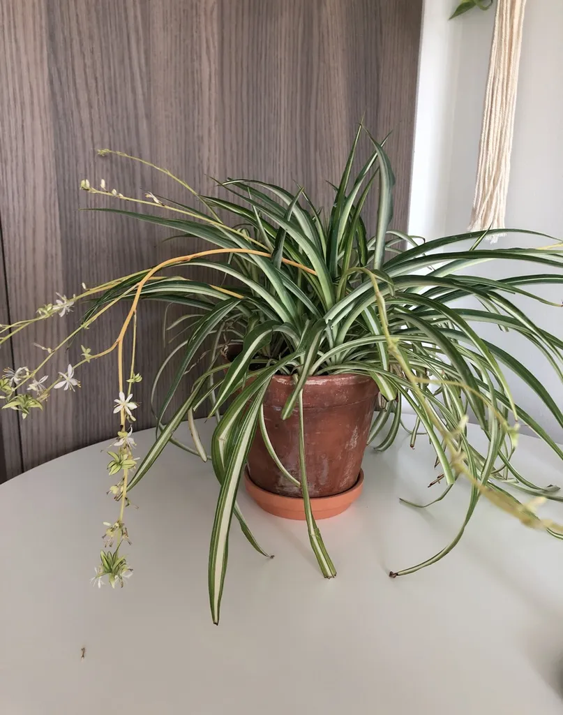Flowering Spider Plant photo 1