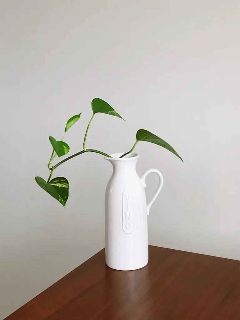 Rooted Pothos Cuttings photo 1