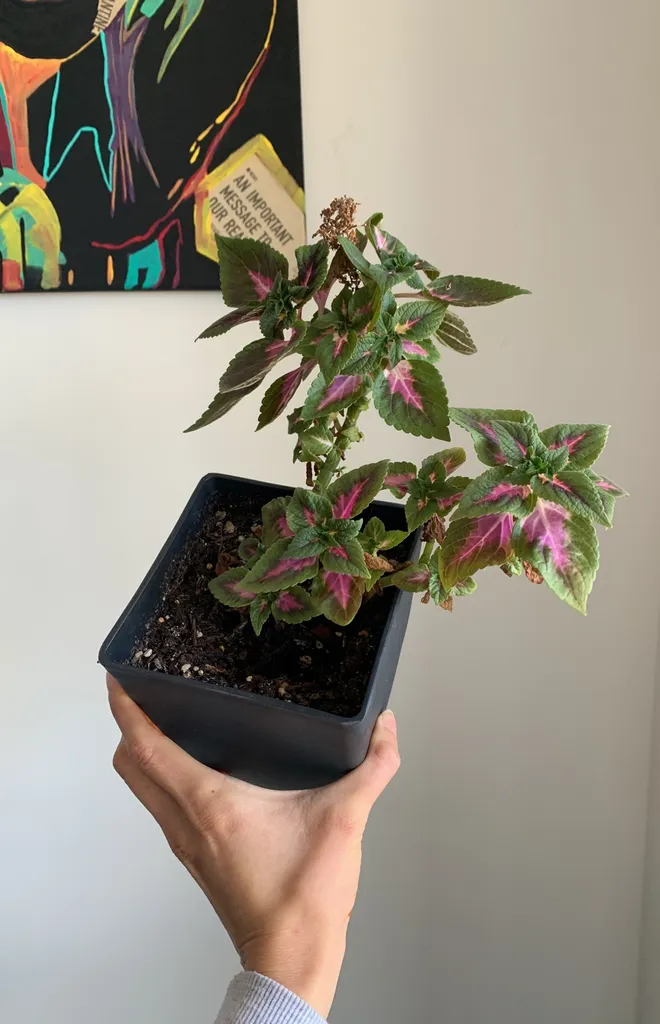 Ruby Road Plant photo 1