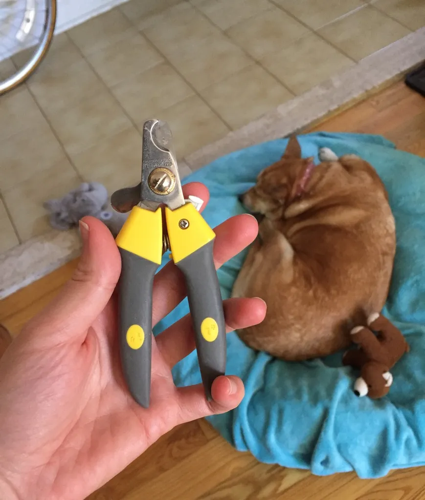 Nail Clippers photo 1