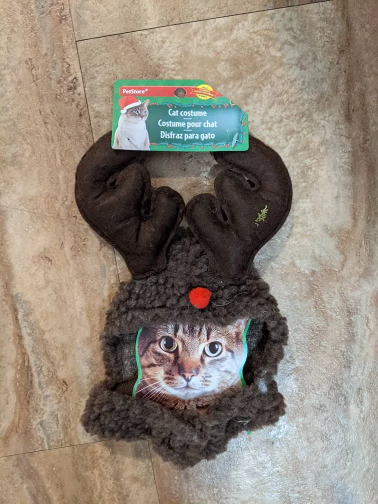 Cat Hat - Free photo 1