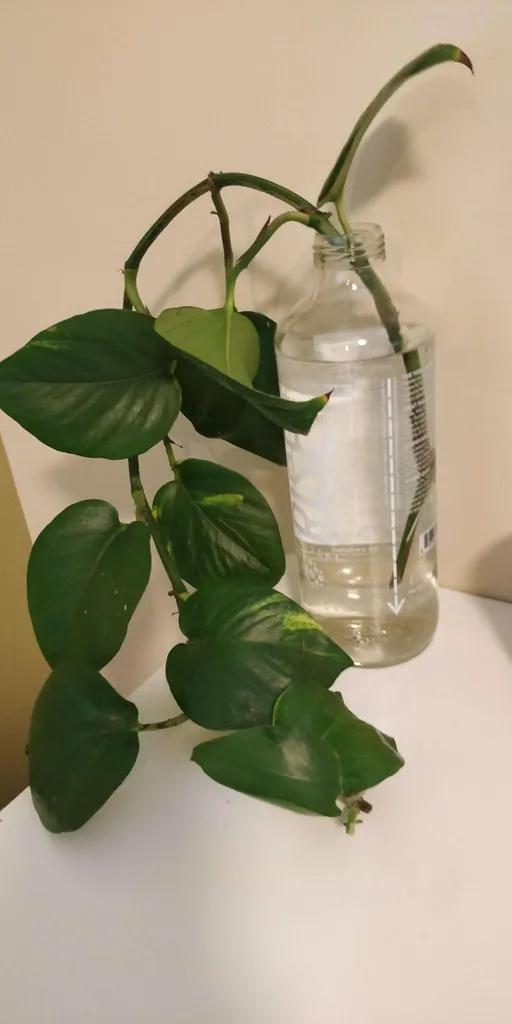 Pothos Plant Cuttings photo 1