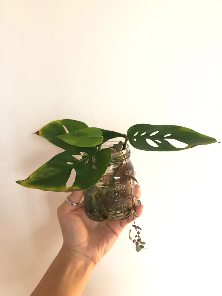 Monstera Adansonii Cuttings photo 1