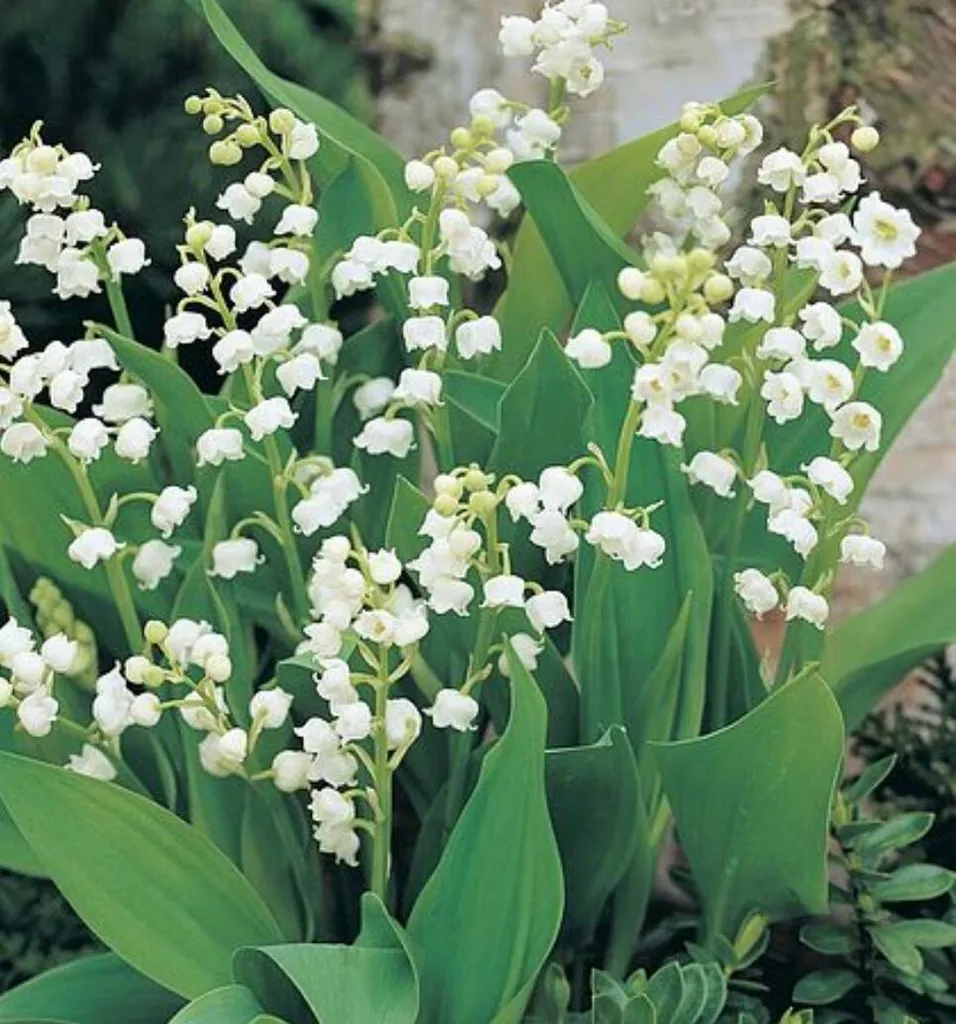 Lilly Of The Valley photo 1