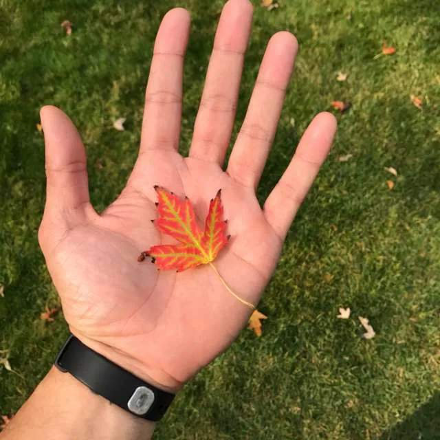 Fall Gardening Services photo 1