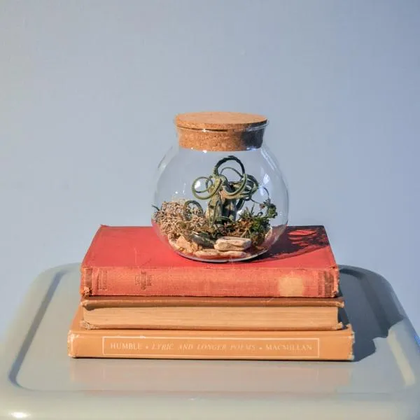 Glass Terrarium with Cork Lid photo 1