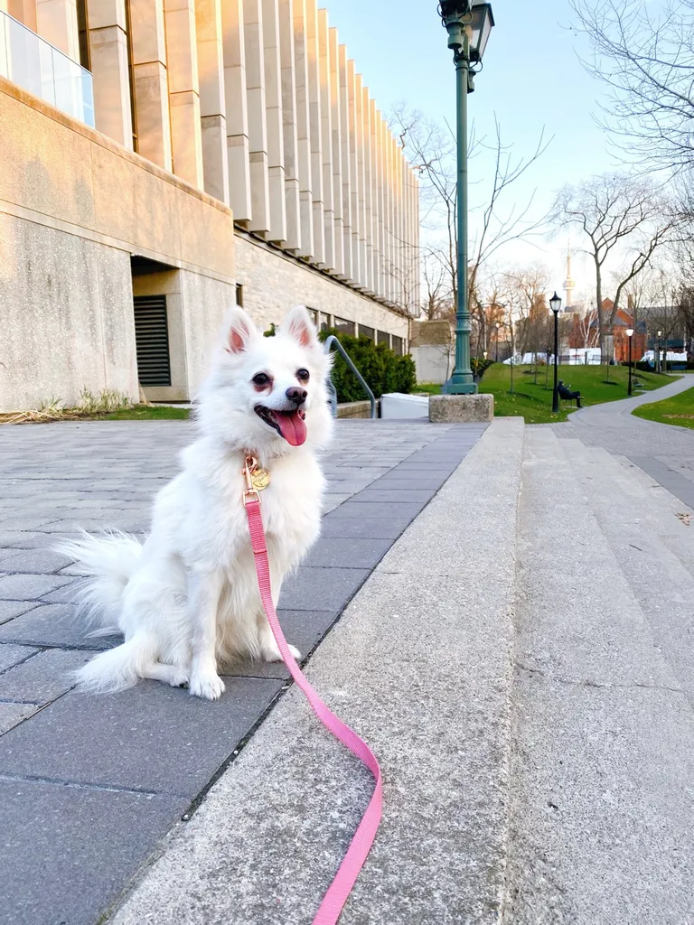 LOST: Dog Tags photo 1