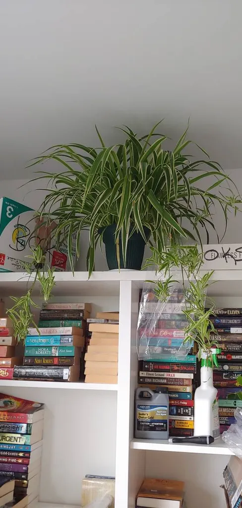 SPIDER PLANT BABIES photo 1