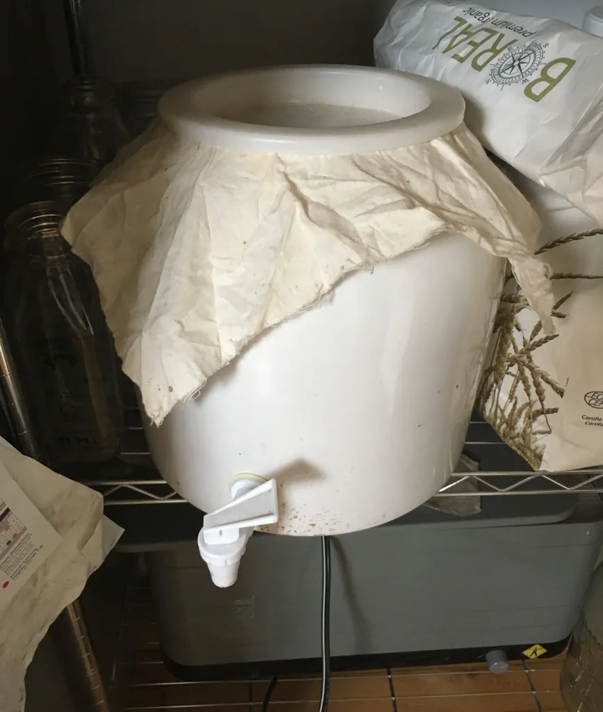 Kombucha Mother photo 1