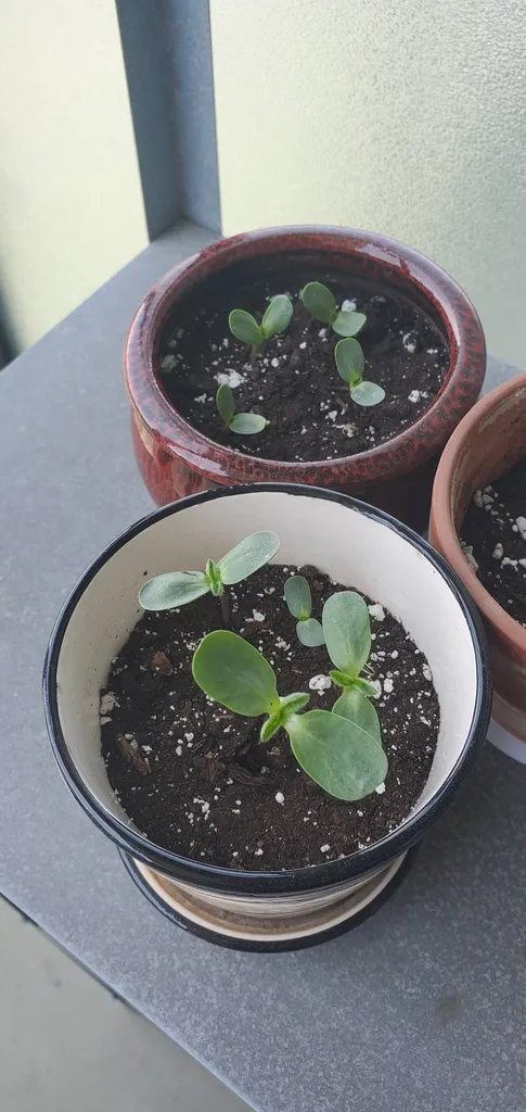 🌻 Sunflower Babies photo 1