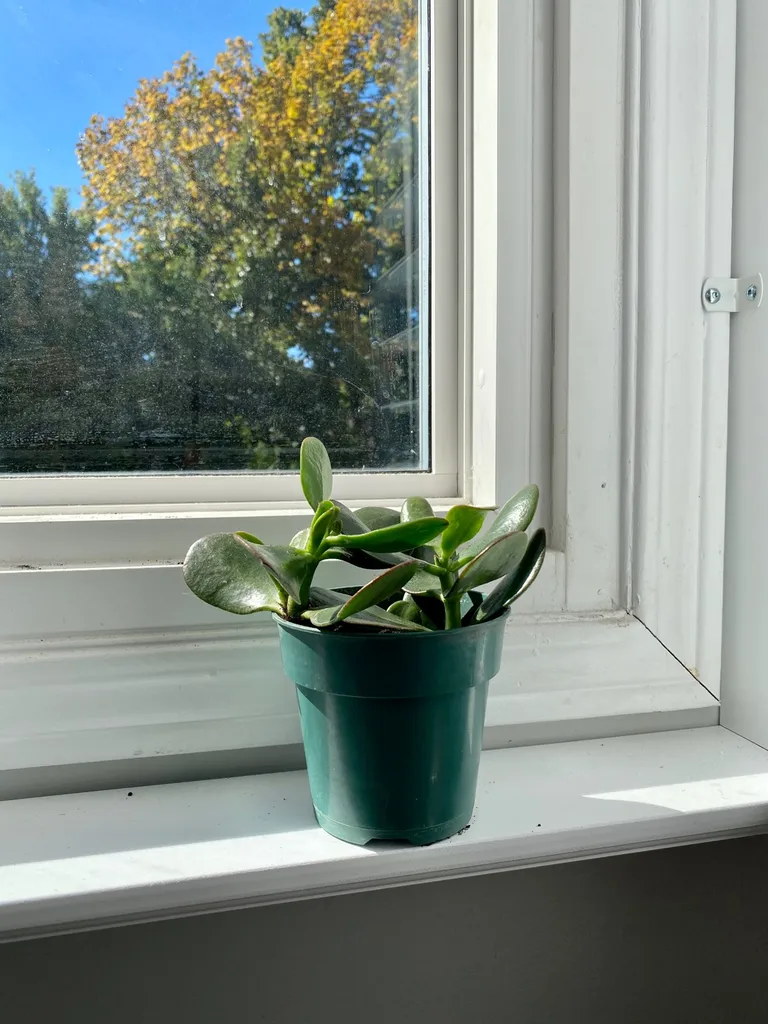 Jade Plant - “The Amazing Baritones” photo 1