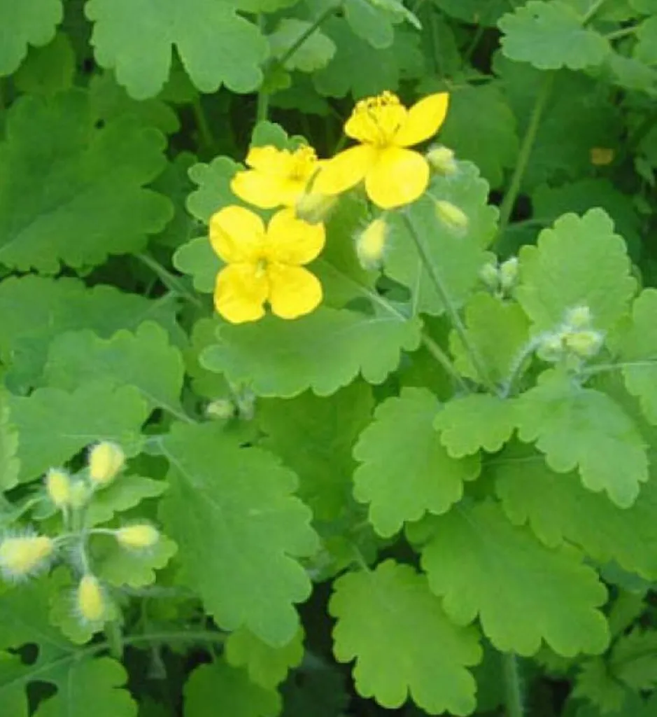 Greater Celandine photo 1