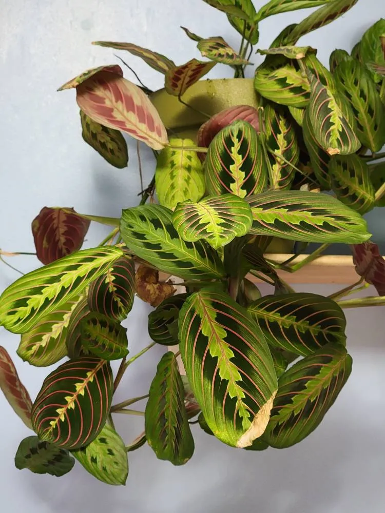 Plant Cutting - Maranta (prayer Plant) photo 1