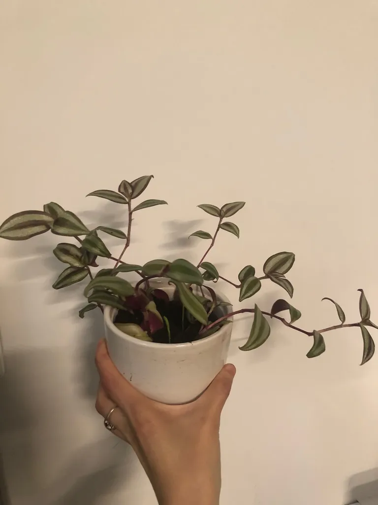 Tradescantia photo 1