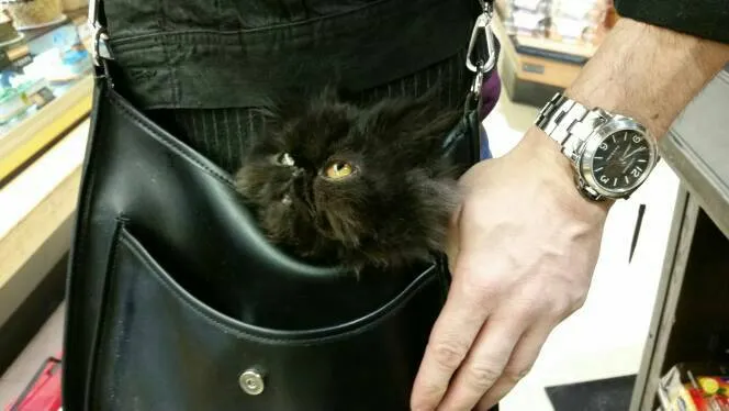 BTZgiveaway BoxingDay*Pet pick me up photo 1