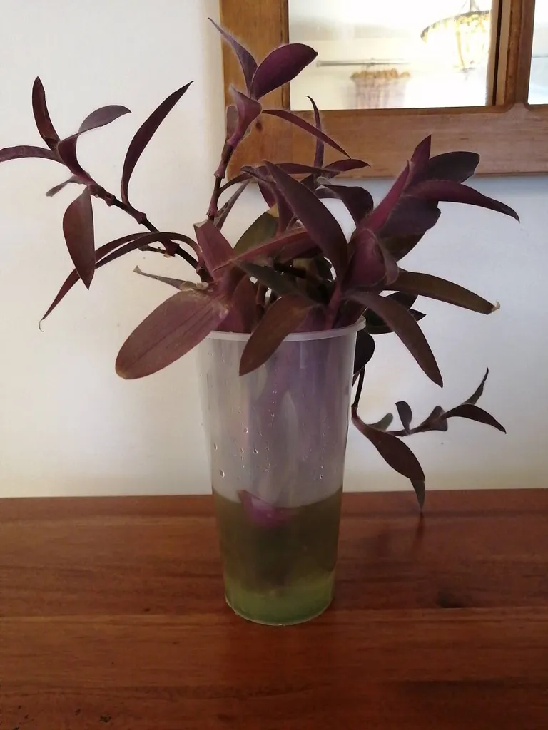 Purple Queen photo 1