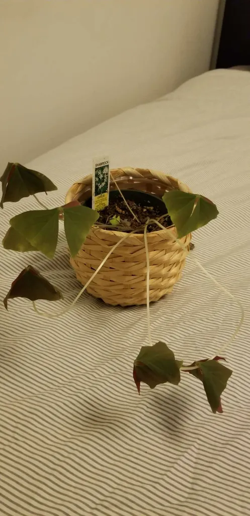 Oxalyis plant photo 1