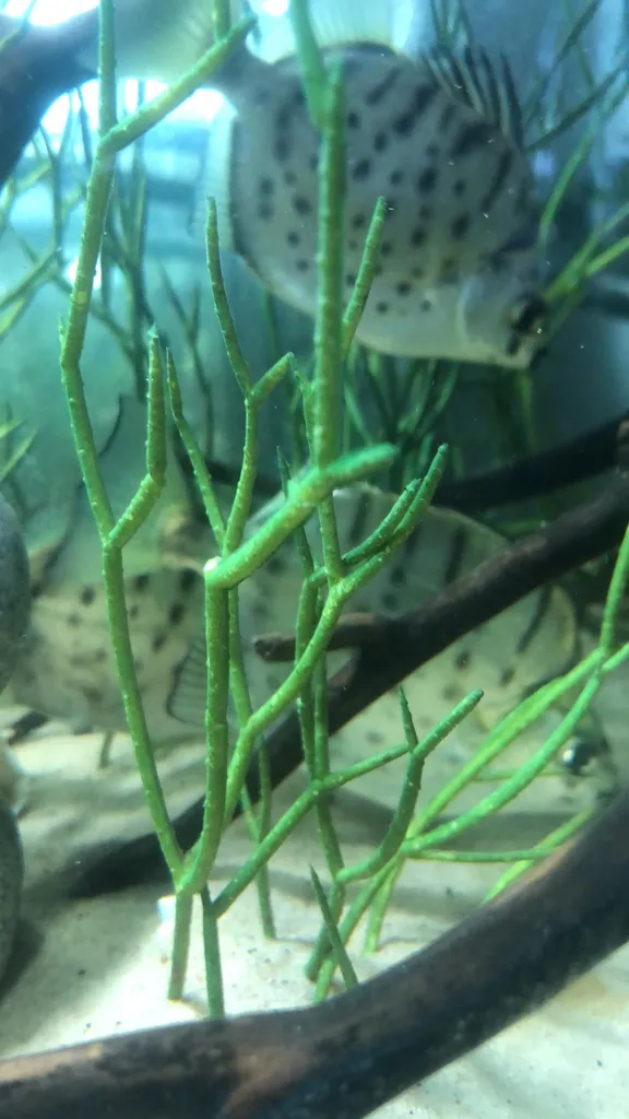 ISO: NTF PROJECT HELP Someone Who Knows The Ins N Outs Of NFTS photo 1