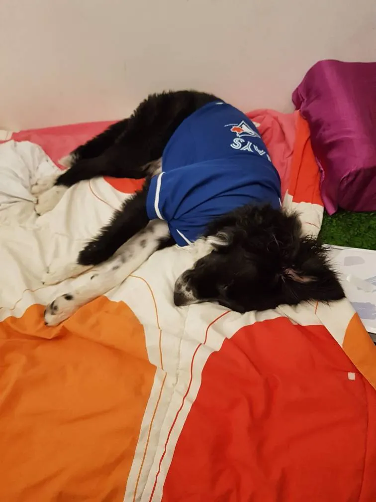 Dog-shirt: Blue Jays Jersey photo 1