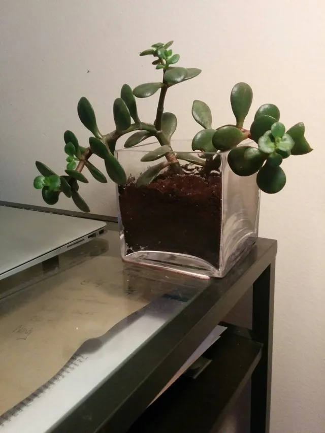 Chinese Jade Plant photo 1