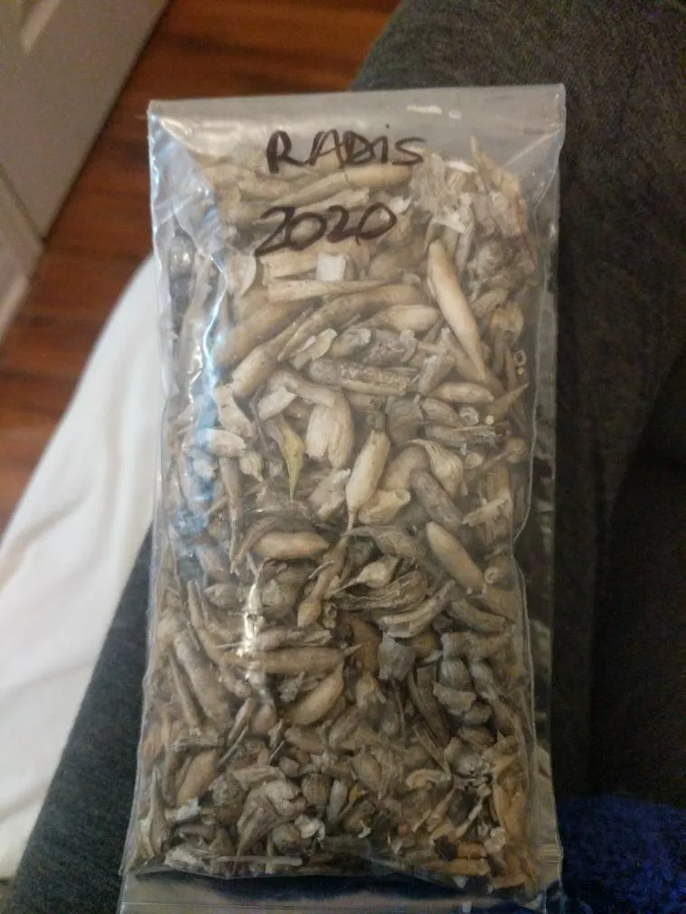 Organic Raddish Seeds photo 1